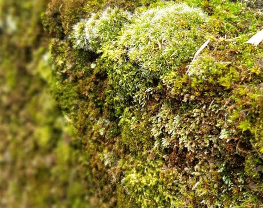 Moss image collecting