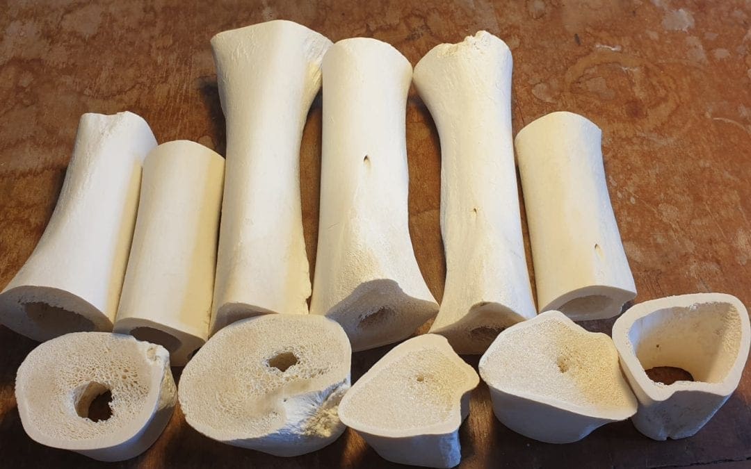 How to prepare bones for carving